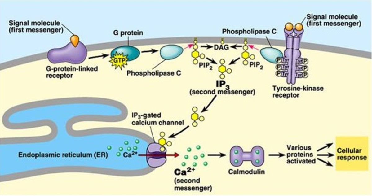 Calcium as a second messenger