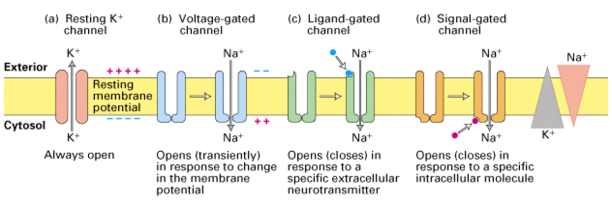 Some types of ion channels