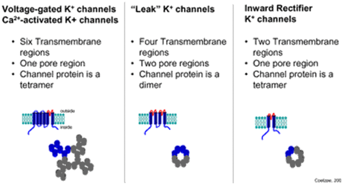 Structure of potassium channels