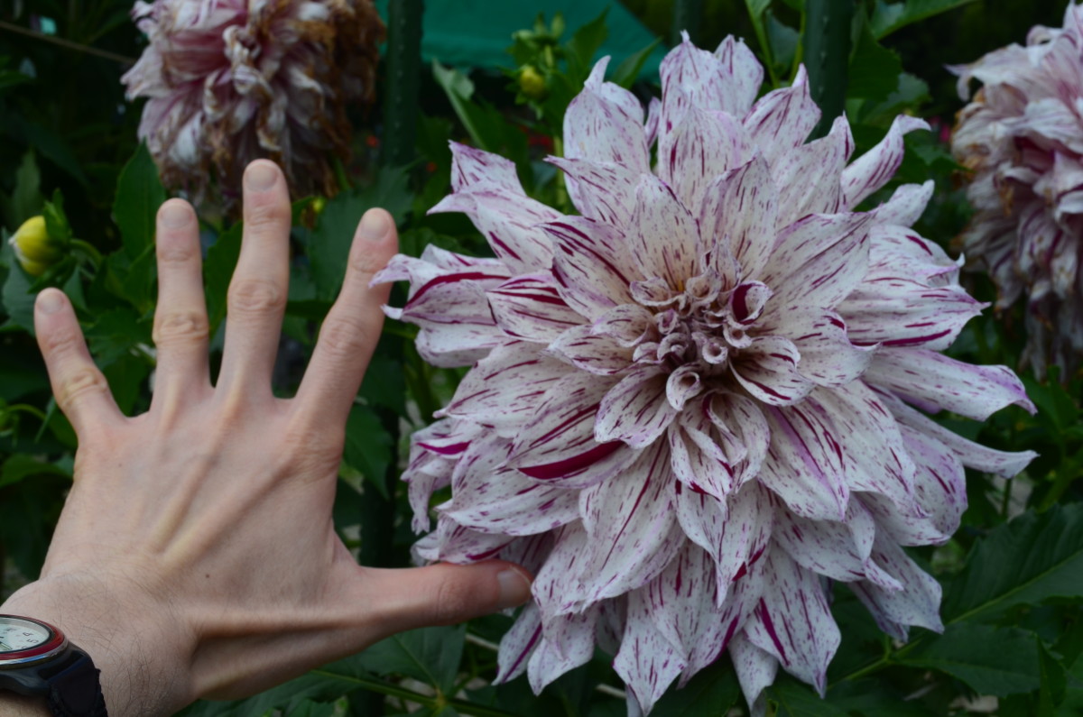 A fimbriated dahlia larger than my hand