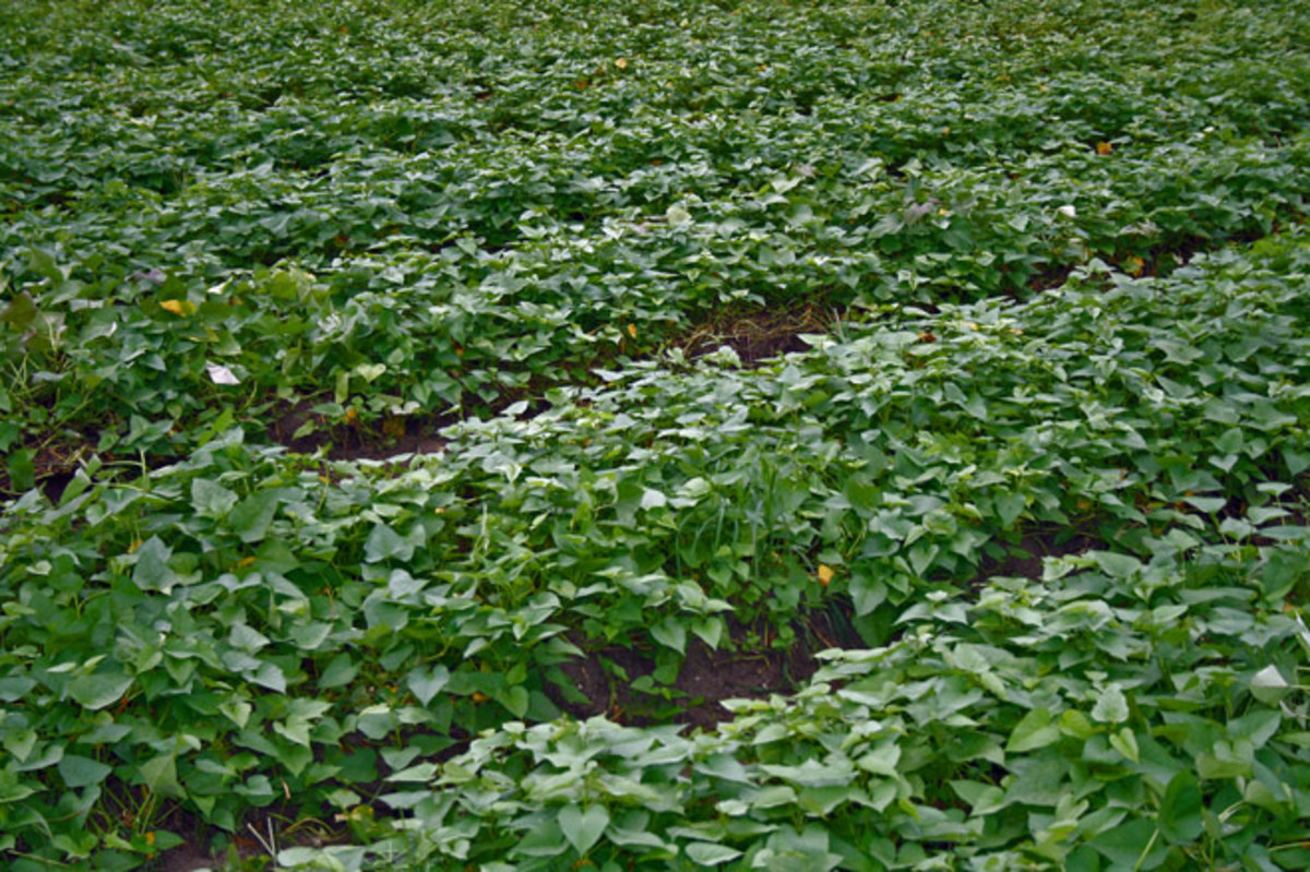 Sweet potato field in Taiwan