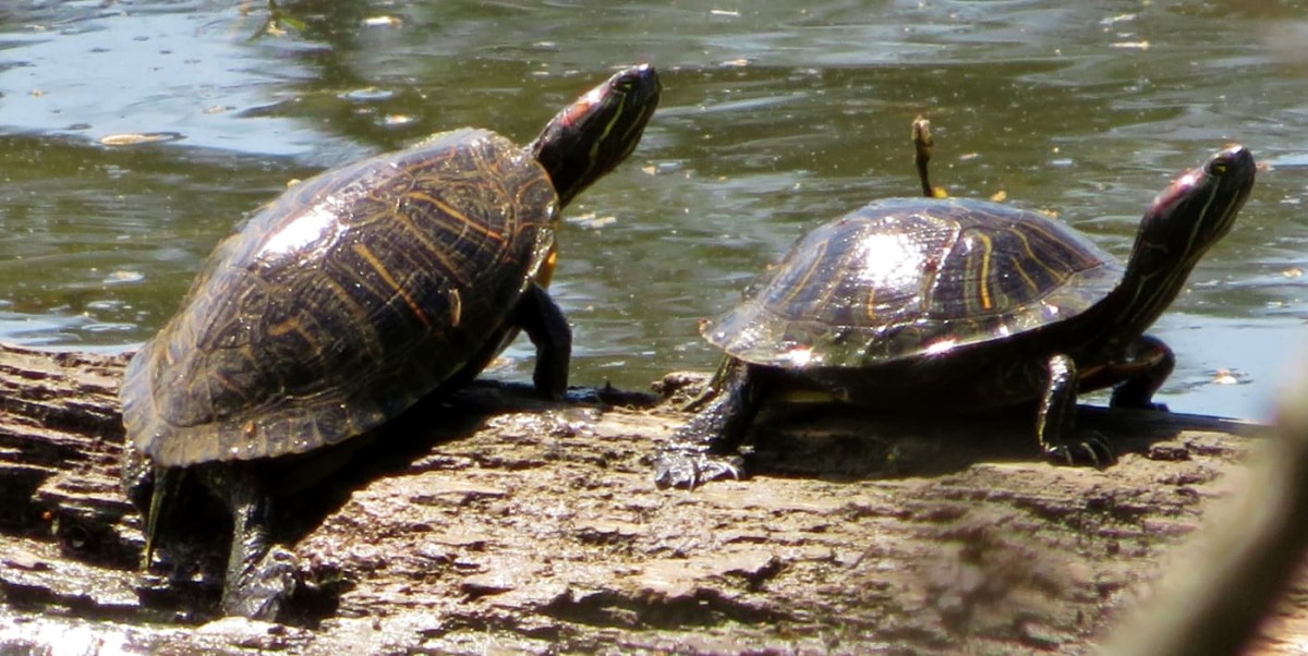 Learn About Red-Eared Slider Turtles: Photos and Videos - HubPages