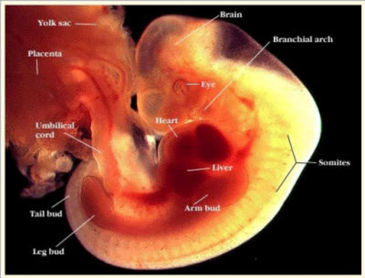 Embryo at 5th week