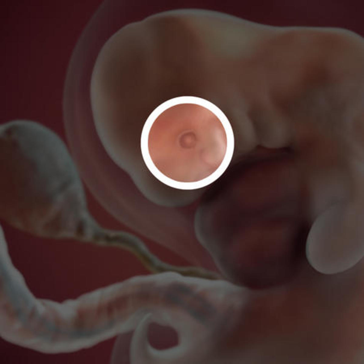 Embryo at Week 7