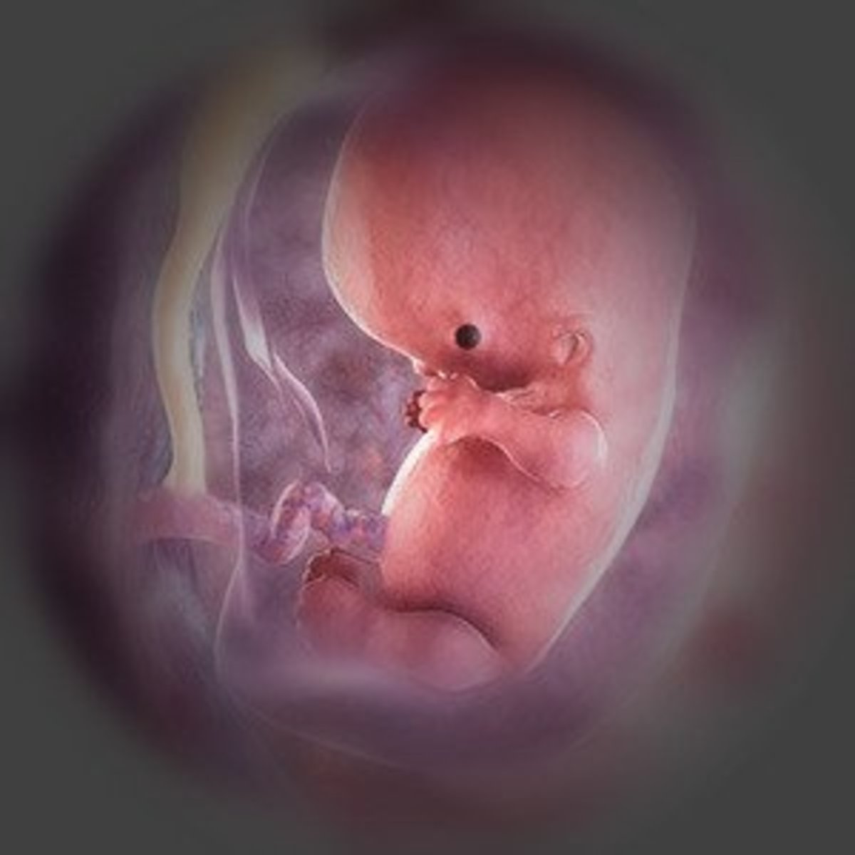 Fetus at 9th week