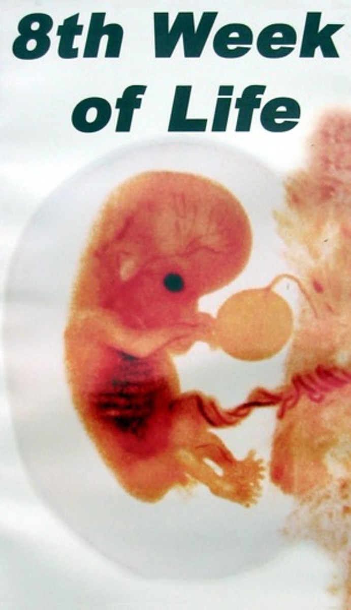 Fetus at eighth week of pregnancy