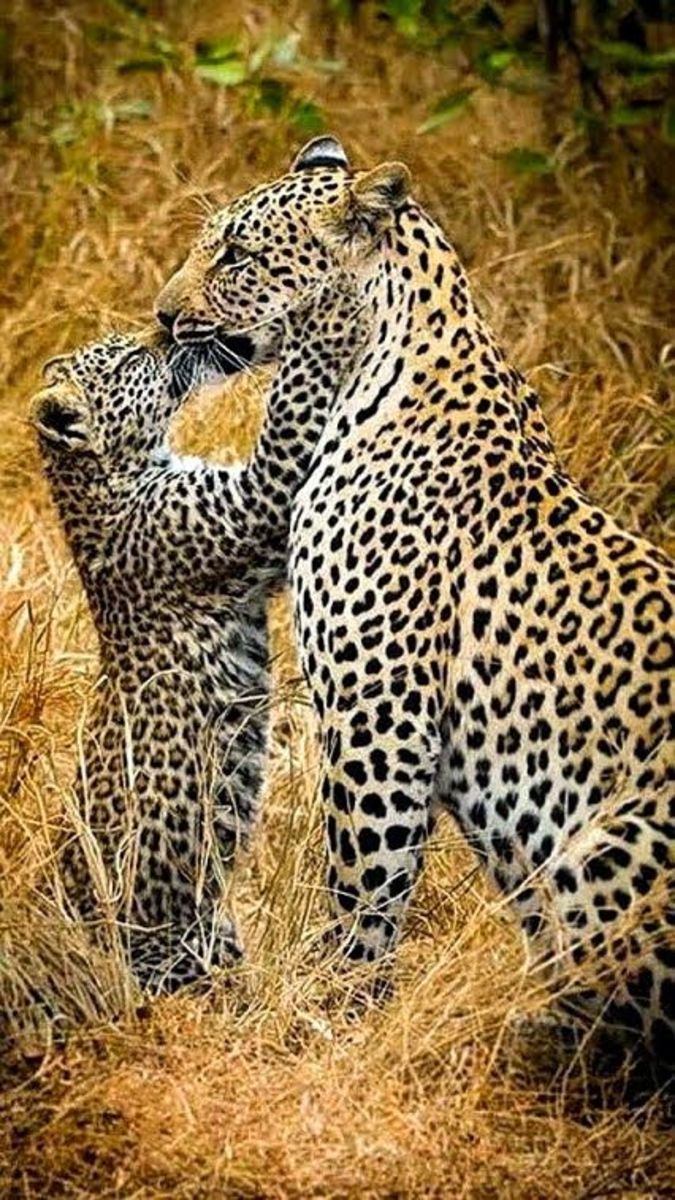 A female leopard and her cub -  Pinterest