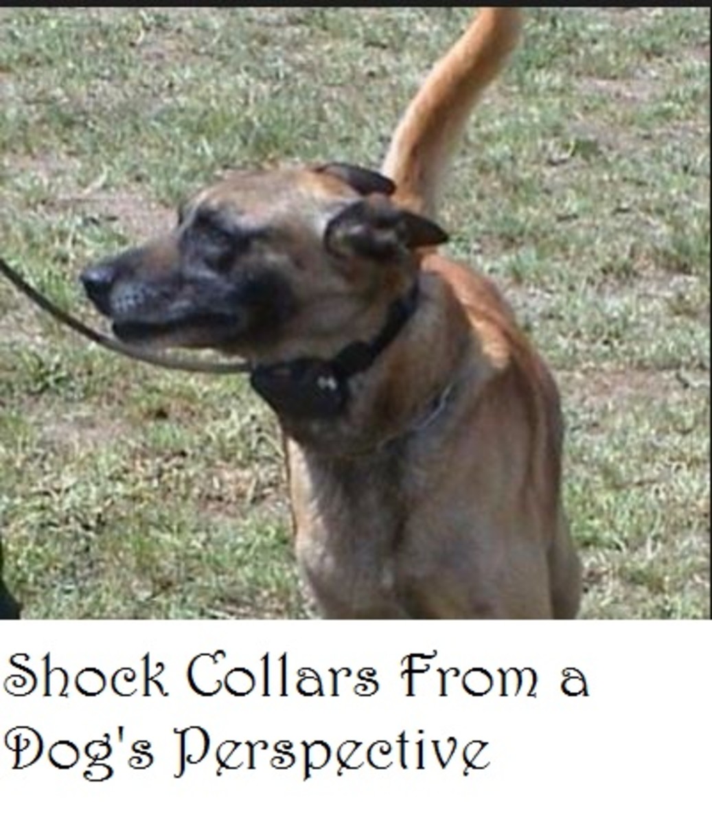 A Dog's Perspective on Shock Collars Speaks Volumes, are We Listening?