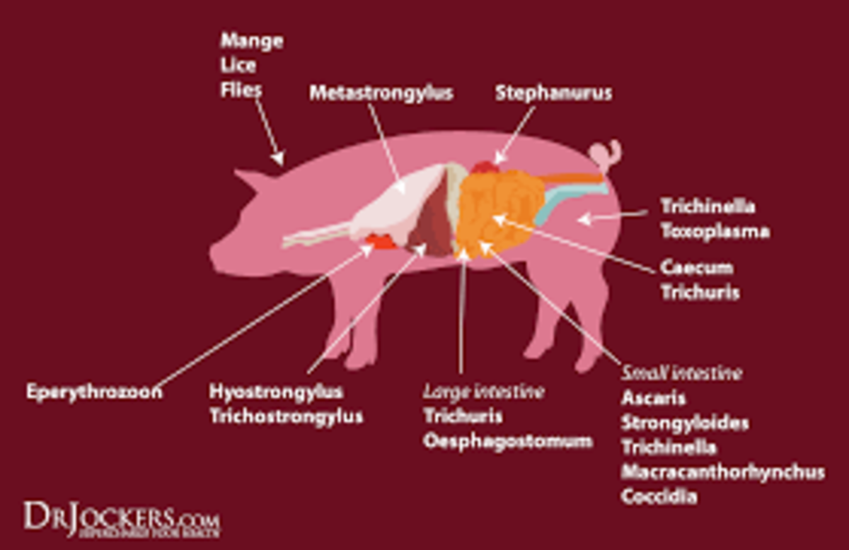 swine-foods