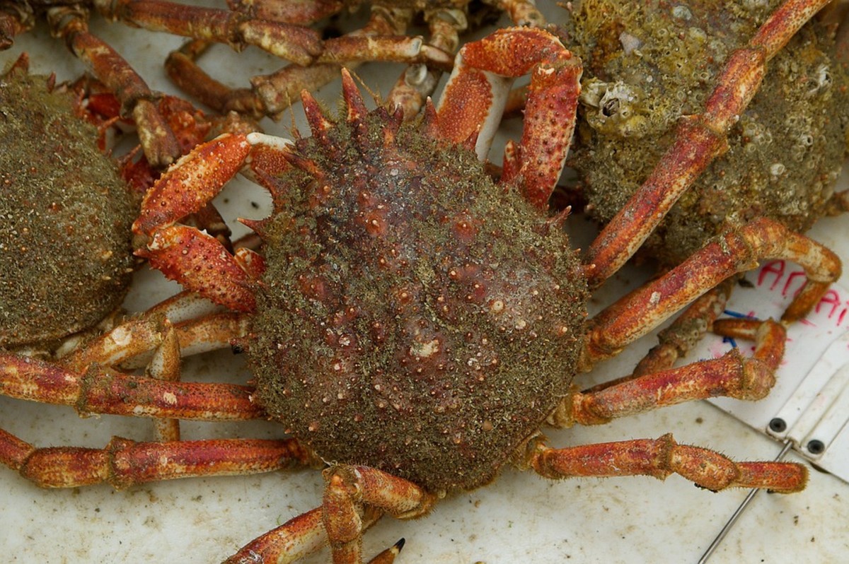 Longnose Spider Crab - Libinia dubia