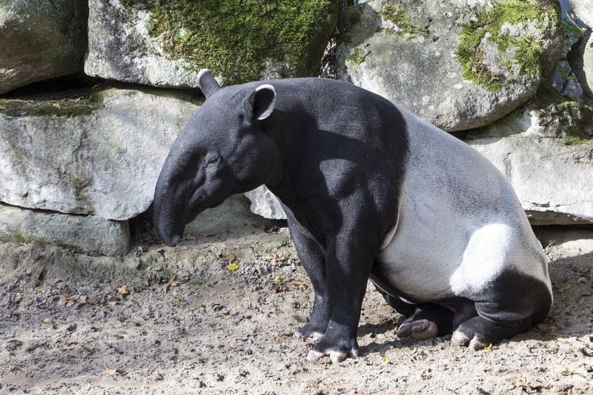 Tapirs (Scientific Name: Tapirus)