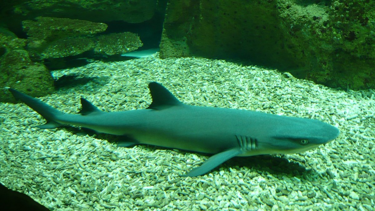 Daggernose Shark - Isogomphodon oxyrhynchus