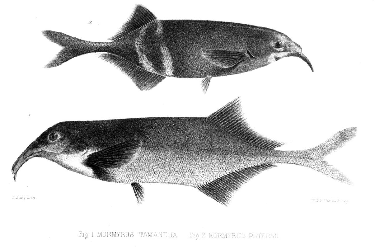 Elephant Nose Fish (Scientific Name: Gnathonemus petersii)