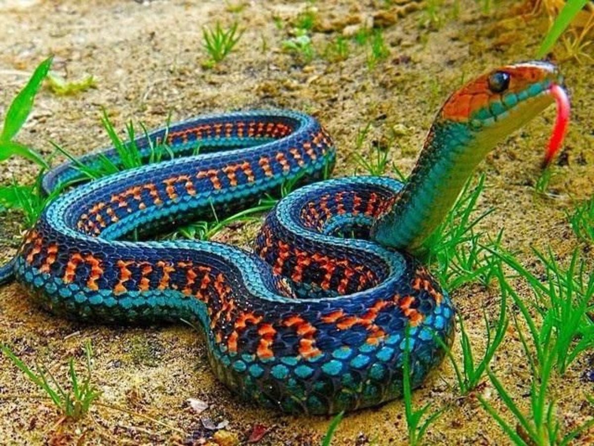 Slithering Sensations Your Ultimate Guide To Pet Snakes
