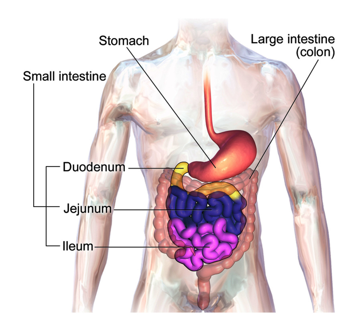 Anatomy of small intestine