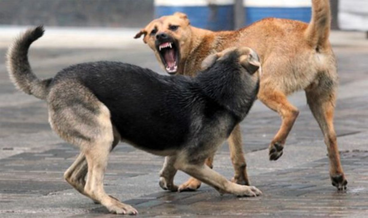 Aggressive Dogs