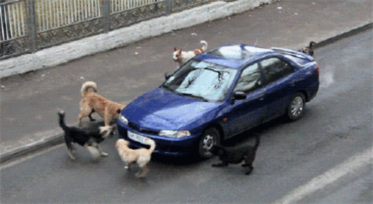 Angry dogs, attacking to car