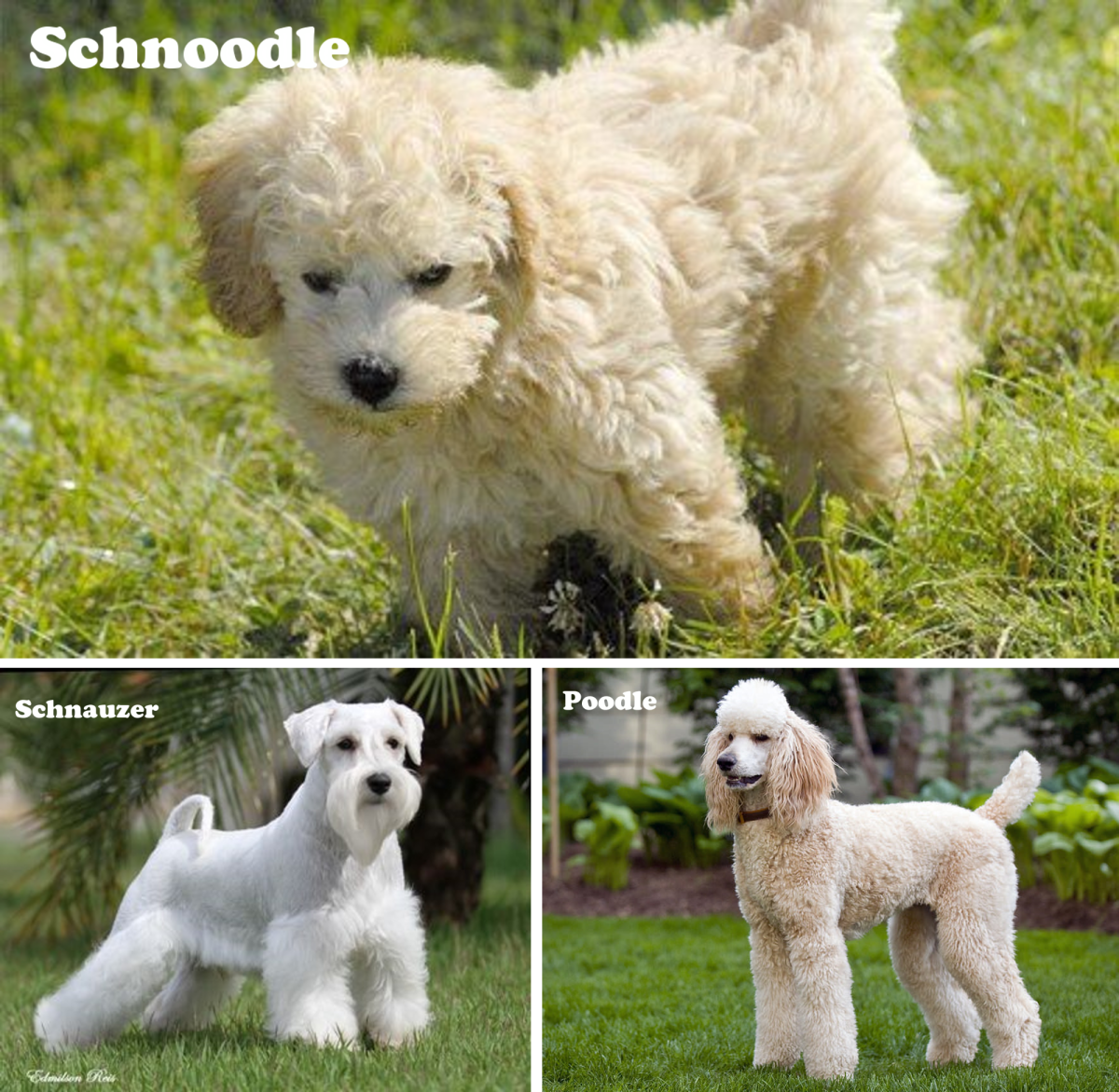 designer toy breeds