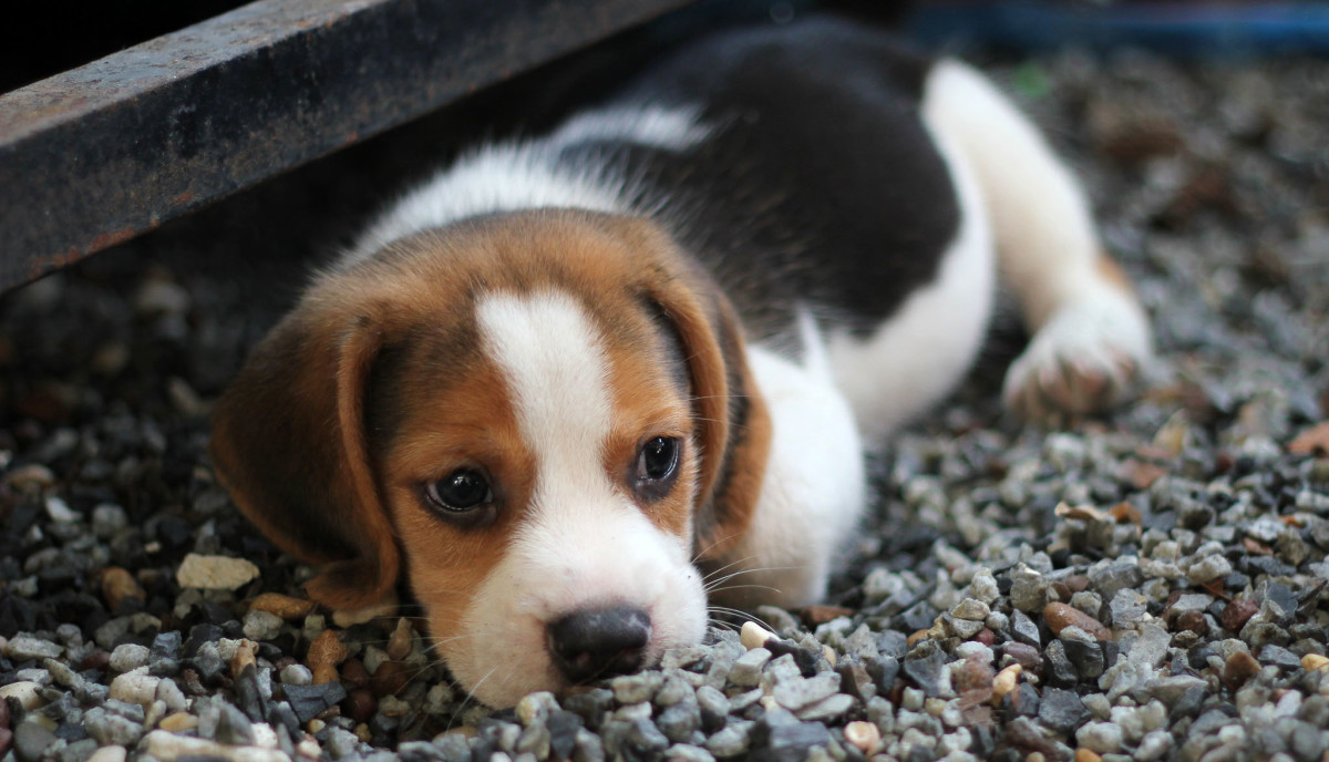 Beagle Puppy Photo
