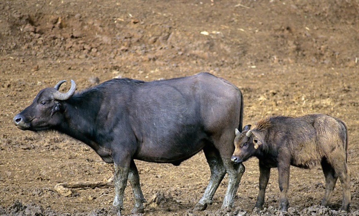 Water Buffalo with its Calf