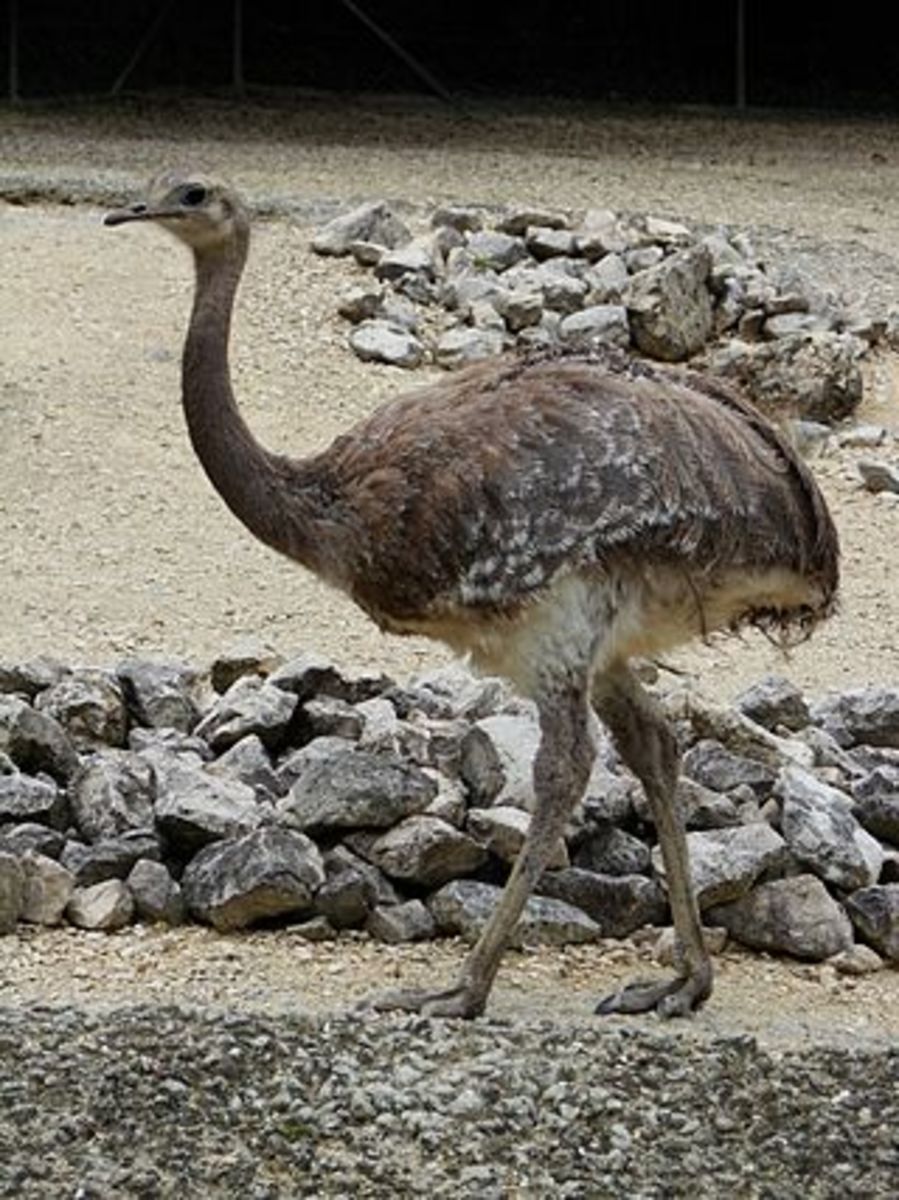 The Lesser Rhea, also known as Darwin's Rhea, in honor of its discovery by the great naturalist in 1833.