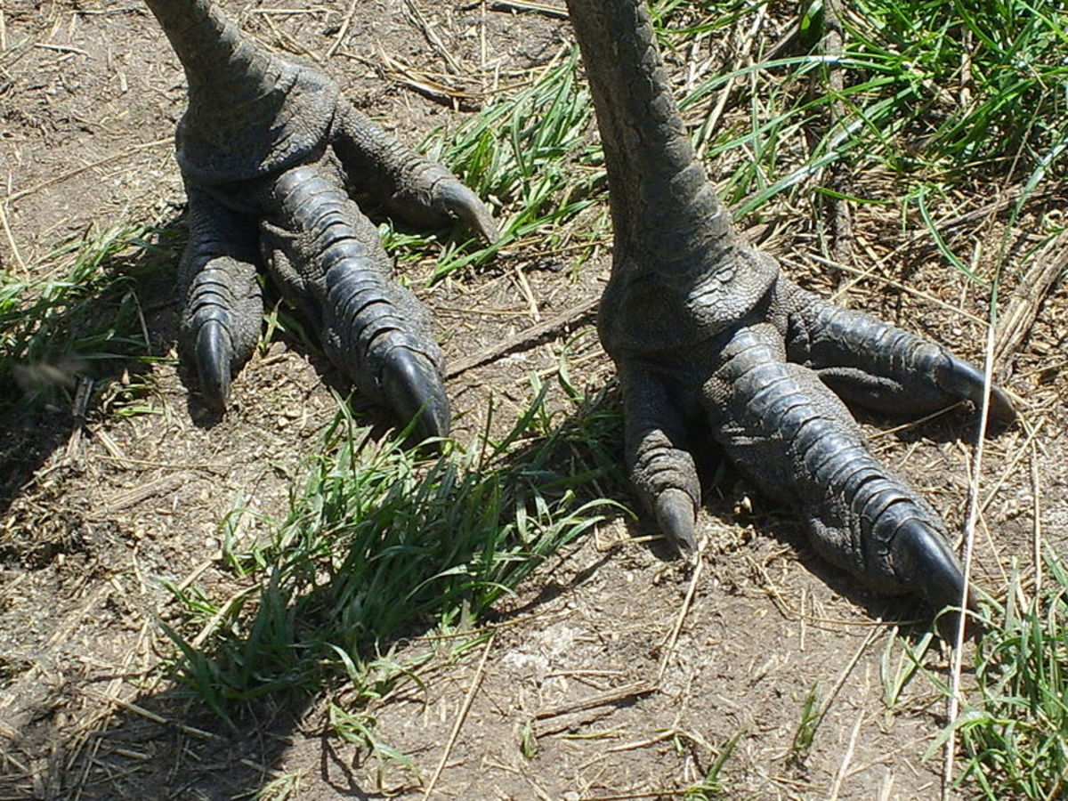 As opposed to Ostriches- which have 2 toes on feet. Emus' have 3 toes on each foot in a tridactyl fashion, reminiscent of the dinosaurs.