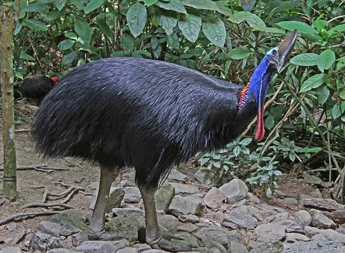 The Southern Cassowary is the only member of its order to occur naturally on the Australian continent.