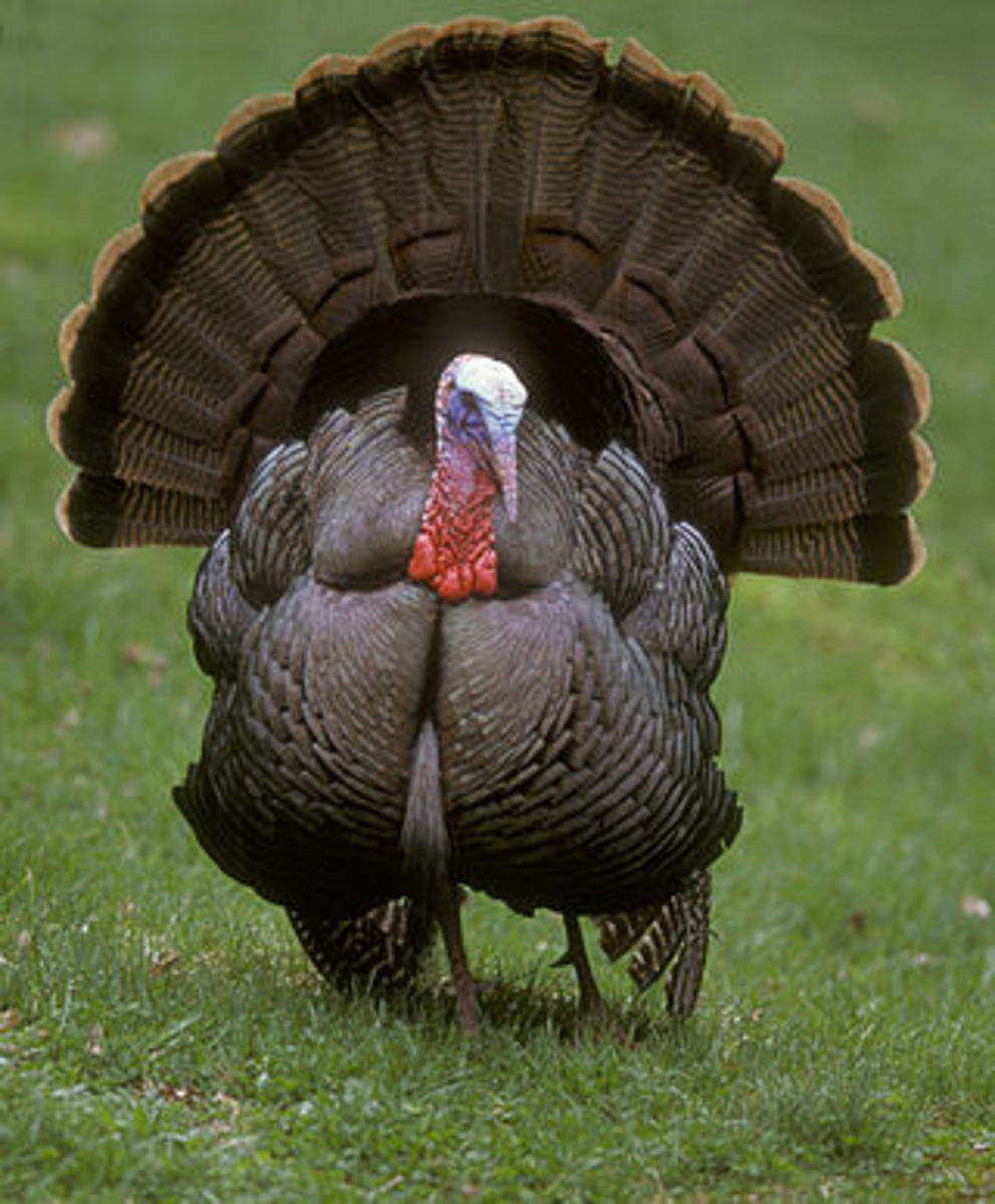 The male Wild Turkey is also known as a tom.