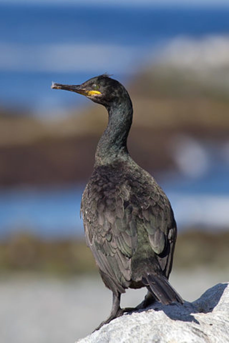 I've yet to be able to be photograph an Eurasian Shag, but here is an example of one courtesty of wikimedia.