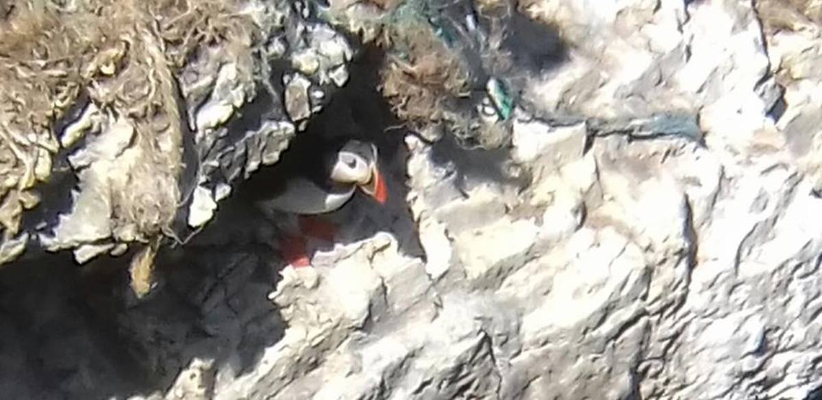 I managed to get a picture of this guy just as he was about to leap into the air to venture forth on one of many of his/her fishing trips. Puffins are particularly fond of sand eels.