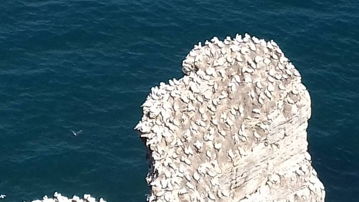 The white blobs on this rocky outcrop are all Northern Gannets.