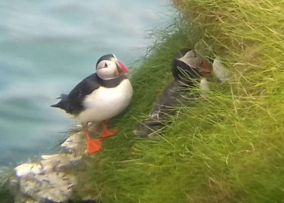 Time for a few cute pictures of the Atlantic Puffin.