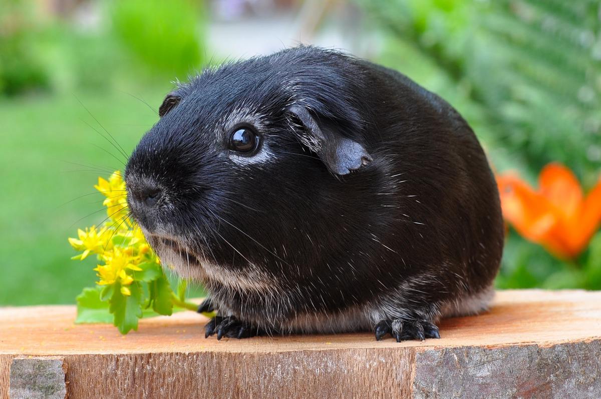 100-cute-and-thoughtful-guinea-pig-names
