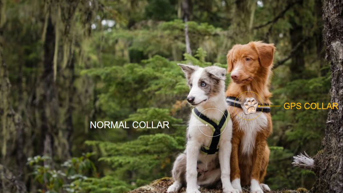 10-benefits-of-gps-dog-collars-for-pet-owners
