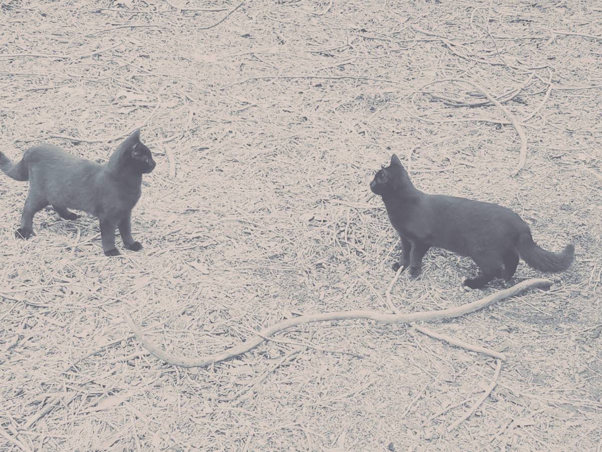 我的两只黑猫。Bastet女士(左)和Minerva(右)。
