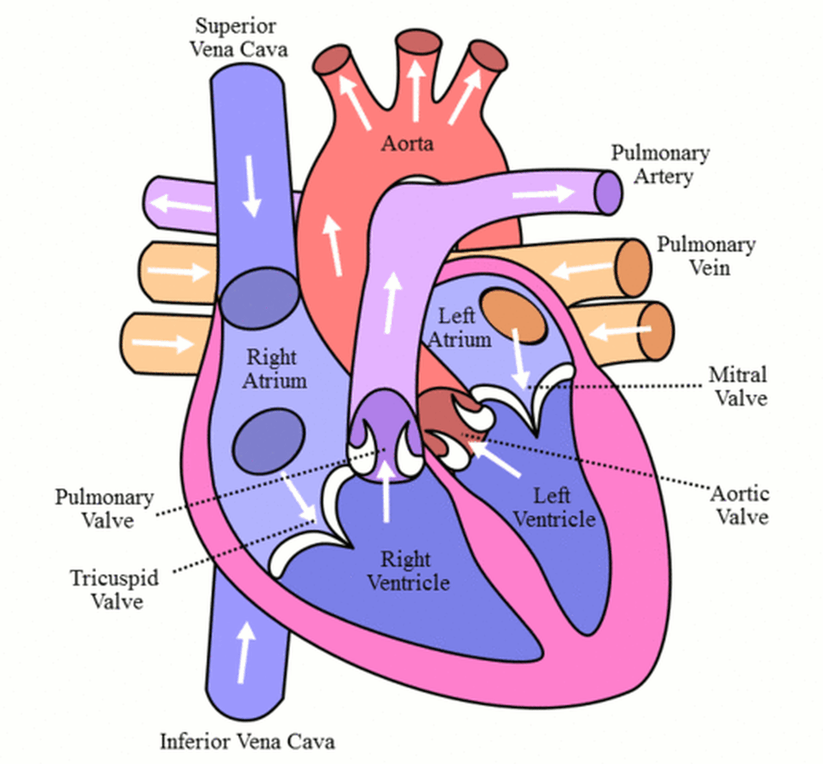 Human Heart and The Circulatory System - HubPages