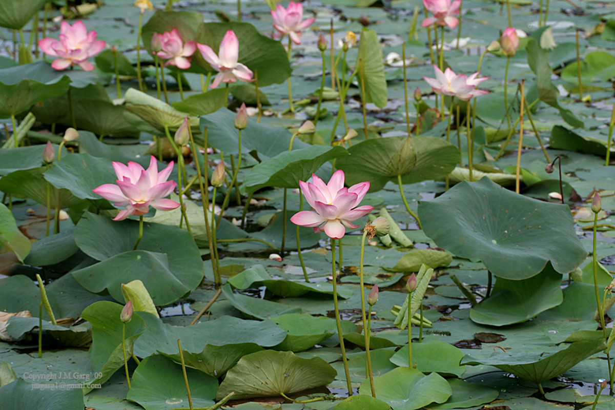 Interesting Facts About the Lotus Plant: Description and Uses