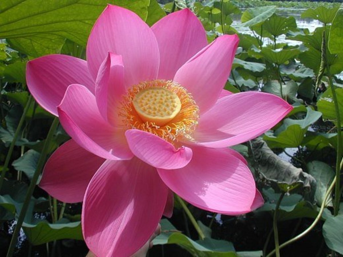 Sacred Lotus 