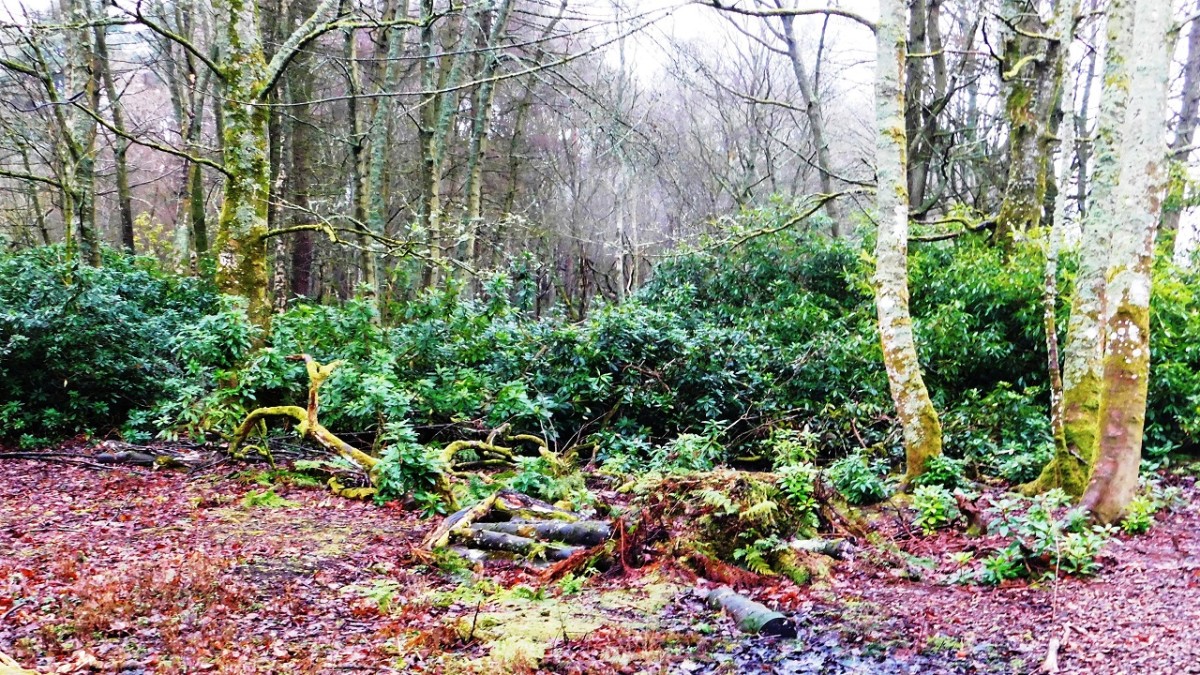 fullarton-woods-troon-south-ayrshire-scotland