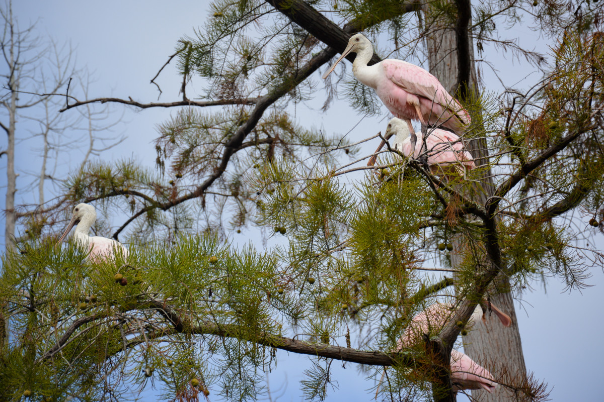 The Okefenokee Swamp, A Special Place - HubPages