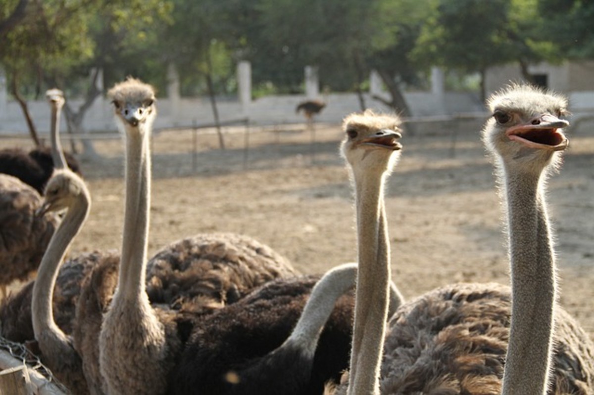 Common Ostrich 