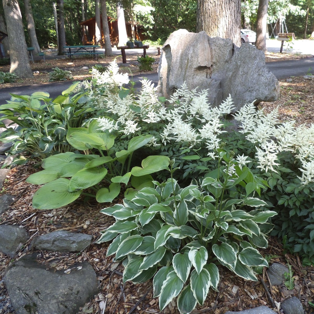 Great hosta grouping. I saw these at an RV park. The taller, flowering plants at the back are white astilbe.  Placing these in front of the feature rock makes a dramatic focal point. 