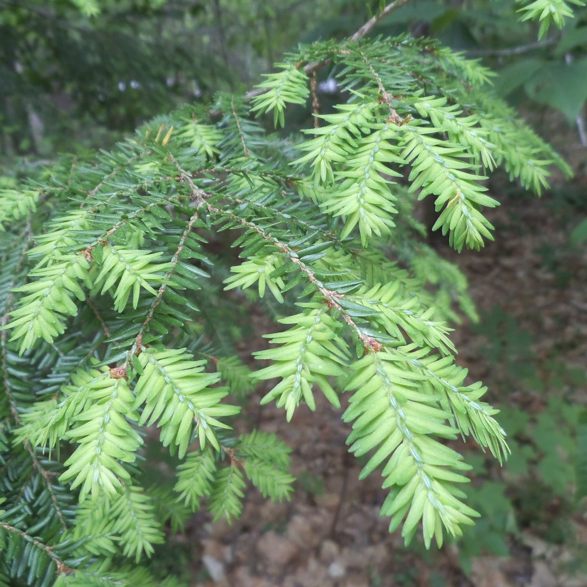 The lighter green indicates new growth, usually seen in the spring. 