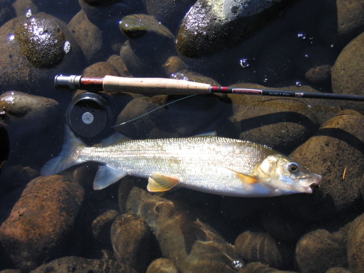 tips-for-fishing-the-boise-river
