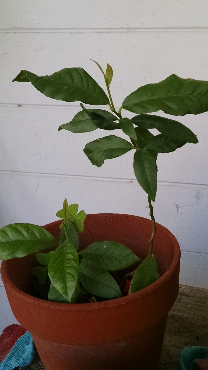 growing-a-lemon-tree-from-seeds-at-home