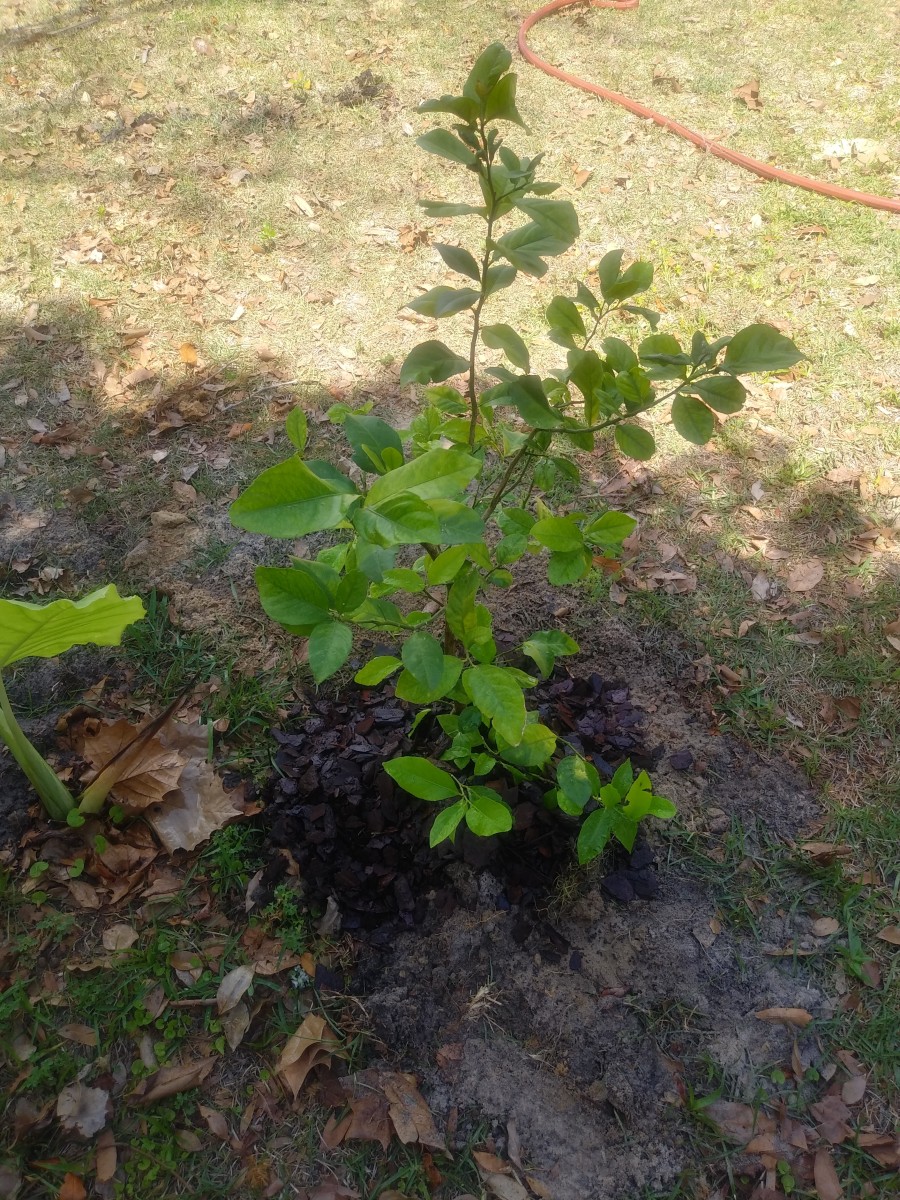 Growing A Lemon Tree From Seeds At Home HubPages