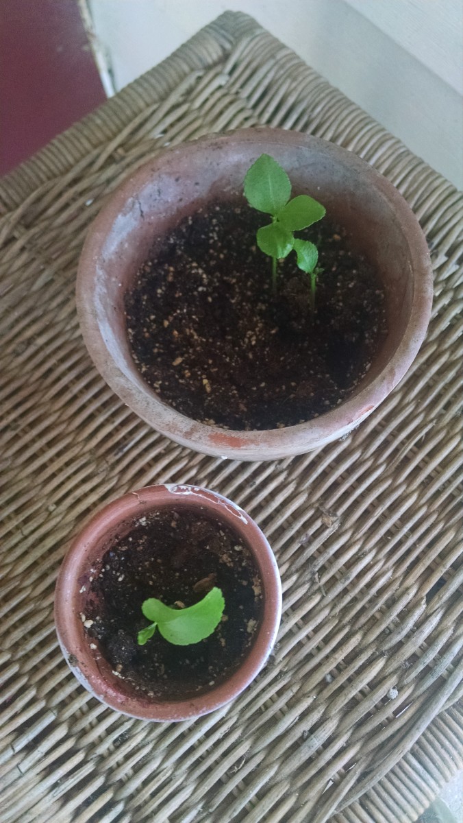 growing-a-lemon-tree-from-seeds-at-home