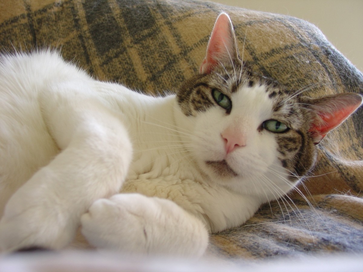 Does My Cat Have Asthma? What You Should Know About Feline Asthma