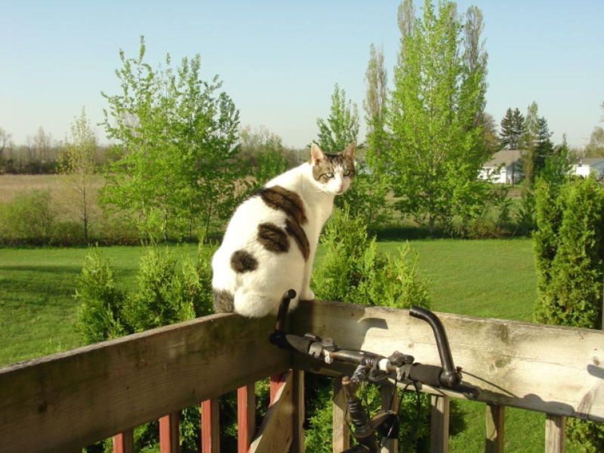 Does My Cat Have Asthma? What You Should Know About Feline Asthma