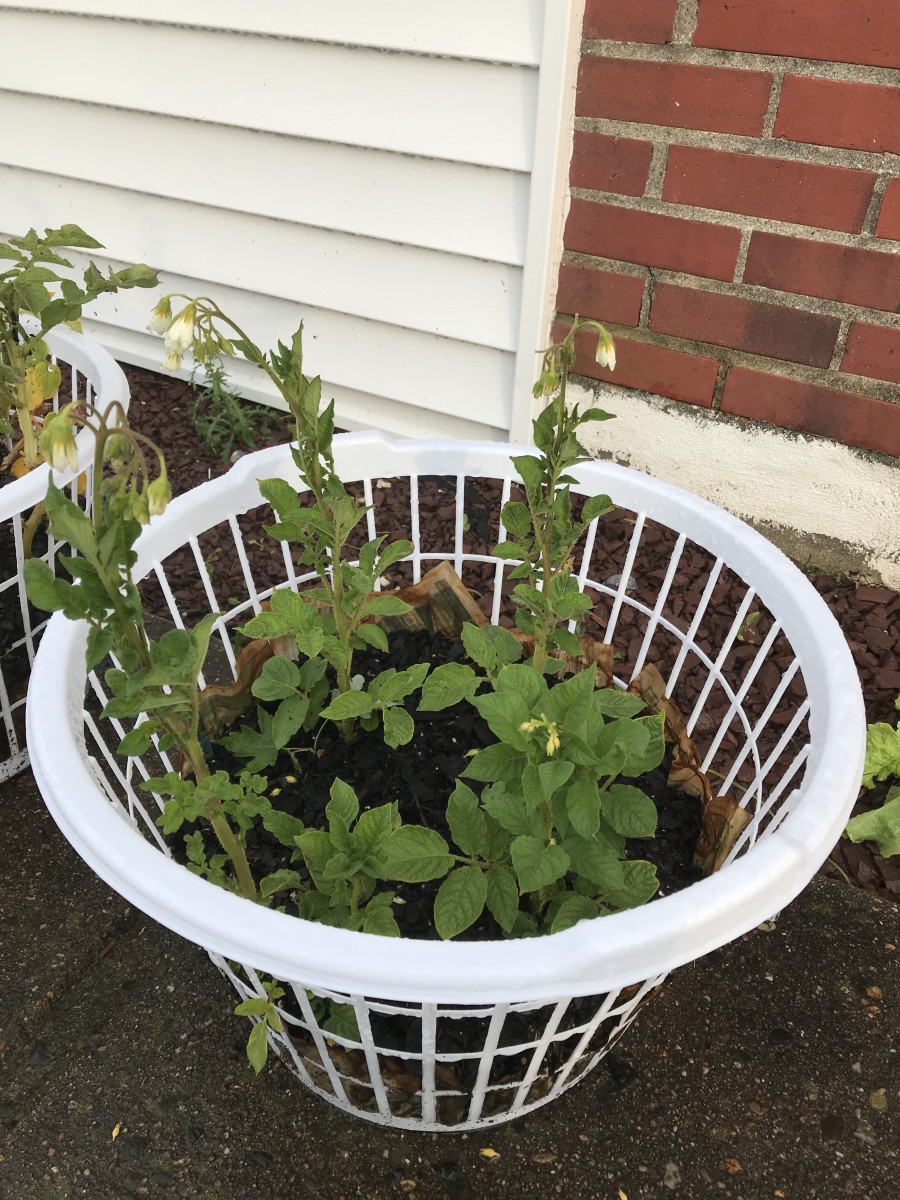 growing-potatoes-in-a-clothes-basket